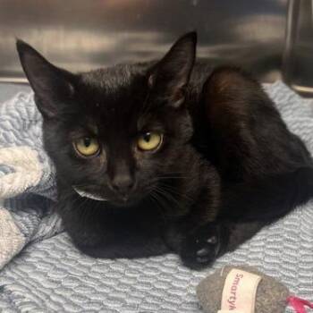 Antonia -  Domestic Short Hair Cat for Adoption in Georgetown, Kentucky - Antonia | PetCurious