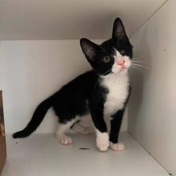 Lyla -  Domestic Short Hair Cat for Adoption in New York, New York - Lyla | PetCurious