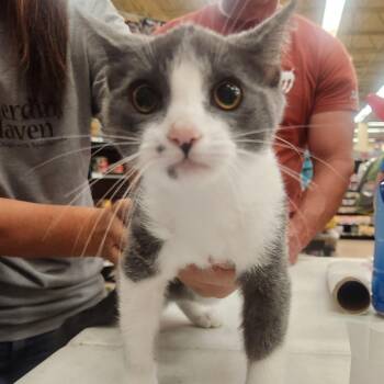 Cooper -  Domestic Short Hair Cat for Adoption in Layton, Utah - Cooper | PetCurious