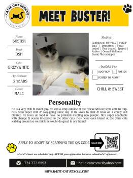 Domestic Short Hair Cats Available for Adoption in Evans City, Pennsylvania - Buster | PetCurious