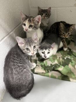 Domestic Short Hair Cats Available for Adoption - **Cat Cafe** Cici | PetCurious