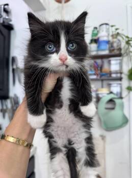 Domestic Medium Hair and Tuxedo Cats Available for Adoption in New York, New York - Brioche  | PetCurious