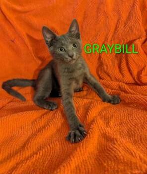 Graybill -  Domestic Short Hair and Siamese Cat for Adoption in Sacramento, California - Graybill | PetCurious