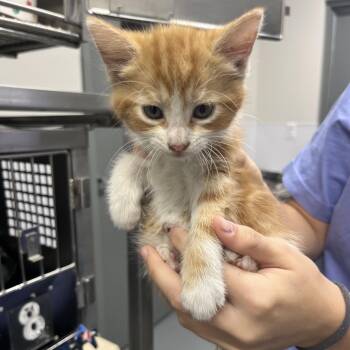 Fleece -  Domestic Short Hair Cat for Adoption in Mount Vernon, Indiana - Fleece | PetCurious