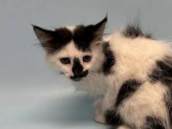 Martha -  Domestic Short Hair Cat for Adoption in Golden Valley, Minnesota - Martha | PetCurious