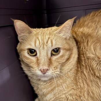 Rescue Domestic Short Hair Cats for Adoption in Yankton, South Dakota - Snitch | PetCurious