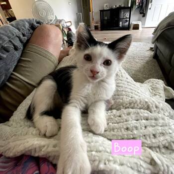 Rescue Domestic Short Hair Cats for Adoption in New Albany, Ohio - Boop | PetCurious
