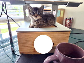 Rescue Domestic Short Hair Cats for Adoption in Camden, South Carolina - Mr. Meowster (Available For Pre-adoption) | PetCurious