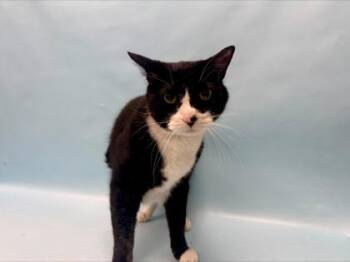 Sebastian -  Domestic Medium Hair and Domestic Short Hair Cat for Adoption in Minneapolis, Minnesota - Sebastian | PetCurious