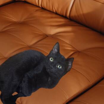 Jody -  Domestic Short Hair Cat for Adoption in Broken Arrow, Oklahoma - Jody | PetCurious