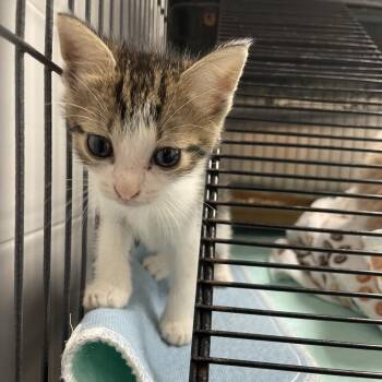 Winston -  Domestic Short Hair Cat for Adoption in Dickinson, Texas - Winston | PetCurious