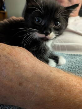 Rescue Domestic Medium Hair Cats for Adoption in Livonia, Michigan - C292 Litter Skittles | PetCurious