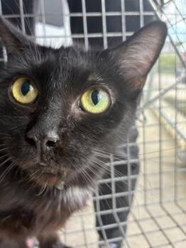 Domestic Short Hair Cats Available for Adoption in Lafayette, Indiana - Salem (T8) | PetCurious