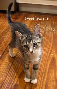 Sweetheart -  Domestic Short Hair Cat for Adoption in Lunenburg, Massachusetts - Sweetheart | PetCurious