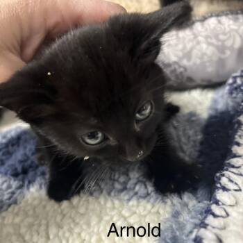 Arnold -  Domestic Short Hair Cat Available for Adoption in Taos, New Mexico - Arnold | PetCurious