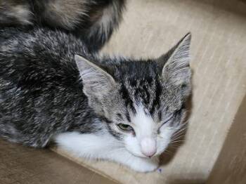 ESPRESSO -  Domestic Short Hair Cat Available for Adoption in Dallas, Texas - ESPRESSO | PetCurious