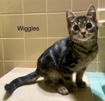 Wiggles -  Tabby Cat for Adoption in Wyandotte, Michigan - Wiggles | PetCurious