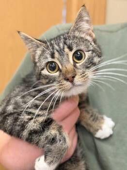 Domestic Short Hair Cats Available for Adoption - Taka | PetCurious