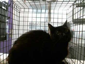 Domestic Short Hair Cats Available for Adoption - MAZZY | PetCurious