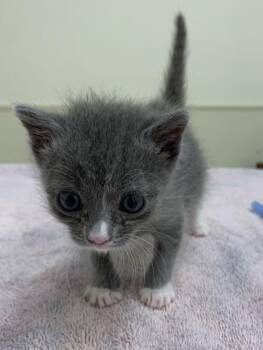 Cinco -  Domestic Short Hair Cat for Adoption in Healdsburg, California - Cinco | PetCurious