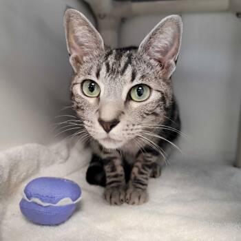 Violet (male) -  Domestic Short Hair Cat for Adoption in Dover, New Hampshire - Violet (male) | PetCurious