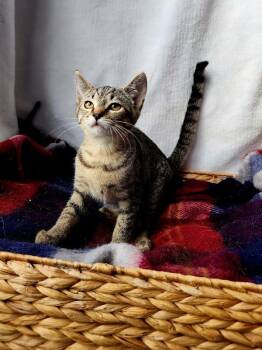 Rescue Domestic Short Hair Cats for Adoption in Georgetown, Ohio - Bianca | PetCurious