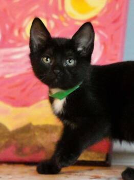 Domestic Short Hair Cats Available for Adoption in Groveland, Massachusetts - Whitney | PetCurious