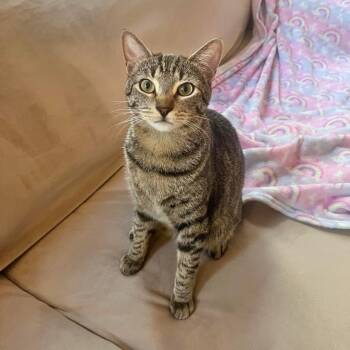 Rescue Tabby and Domestic Short Hair Cats for Adoption in Morgan Hill, California - Oscar | PetCurious