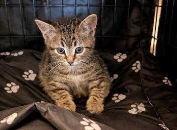 Tabby and Domestic Short Hair Cats Available for Adoption - Maxx | PetCurious