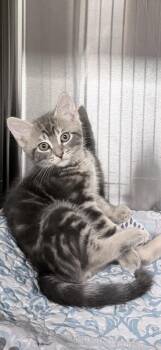 Dan -  Domestic Short Hair Cat for Adoption in Venice, Florida - Dan | PetCurious