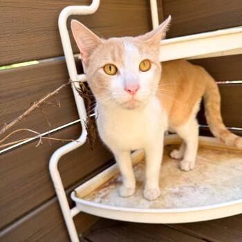 Piccadilly -  Domestic Short Hair Cat Available for Adoption - Piccadilly | PetCurious