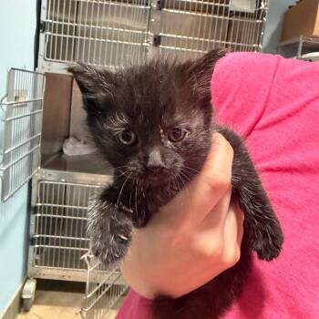 River -  Domestic Short Hair Cat for Adoption in Chattanooga, Tennessee - River | PetCurious