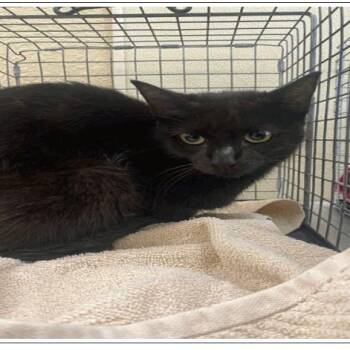 Lizzie -  Domestic Short Hair Cat for Adoption in Tampa, Florida - Lizzie | PetCurious