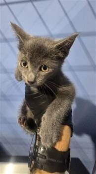 DEMETER -  Domestic Short Hair Cat for Adoption in San Bernardino, California - DEMETER | PetCurious