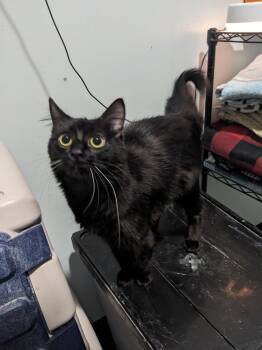 Gracie -  Domestic Medium Hair Cat Available for Adoption in Lewisburg, Tennessee - Gracie | PetCurious