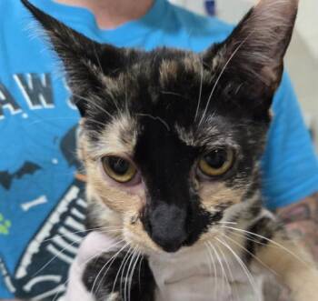 LEELA -  Domestic Short Hair Cat for Adoption in Pensacola, Florida - LEELA | PetCurious