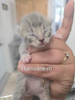 Hurricane -  Domestic Short Hair Cat for Adoption in Glenfield, New York - Hurricane | PetCurious