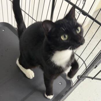 Gracie -  Domestic Short Hair Cat for Adoption in Blair, Wisconsin - Gracie | PetCurious