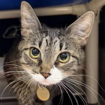 Mila -  Domestic Short Hair Cat for Adoption in Lansing, Michigan - Mila | PetCurious