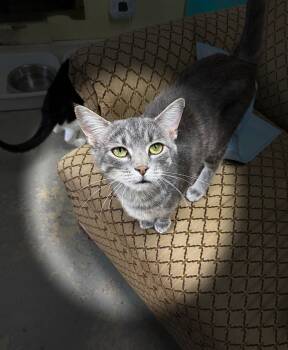 London -  Tabby Cat for Adoption in New Richmond, Wisconsin - London | PetCurious