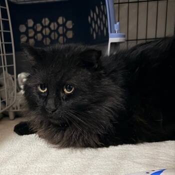 Domestic Long Hair Cats Available for Adoption in Winchester, Virginia - Melvin | PetCurious
