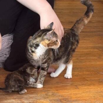 Looksha -  Domestic Short Hair Cat for Adoption in Columbia, Missouri - Looksha | PetCurious