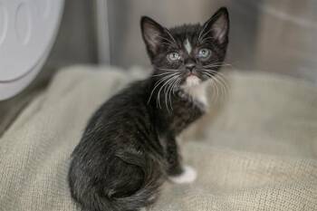 REA -  Domestic Short Hair Cat for Adoption in Charlotte, North Carolina - REA | PetCurious