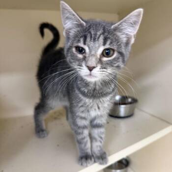 Domestic Short Hair Cats Available for Adoption - Rosa | PetCurious