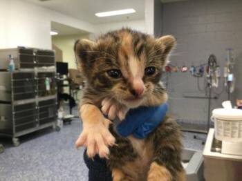 ALMOND -  Domestic Short Hair Cat for Adoption in Thousand Palms, California - ALMOND | PetCurious
