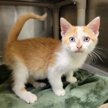 Like A Good Neighbor -  Domestic Short Hair Cat for Adoption in Columbia, Missouri - Like A Good Neighbor | PetCurious