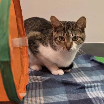 Michelle -  Domestic Short Hair Cat for Adoption in Hartville, Ohio - Michelle | PetCurious