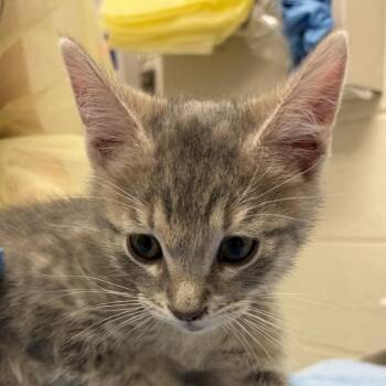 Pappardelle Potentilla -  Domestic Short Hair Cat for Adoption in Murray, Utah - Pappardelle Potentilla | PetCurious
