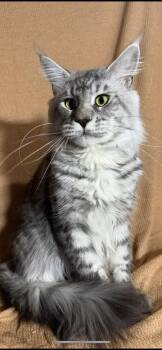Rescue Maine Coon Cats for Adoption in Dover, Arkansas - Sylvester | PetCurious