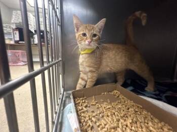 Kip -  Domestic Short Hair Cat for Adoption in Cincinnati, Ohio - Kip | PetCurious